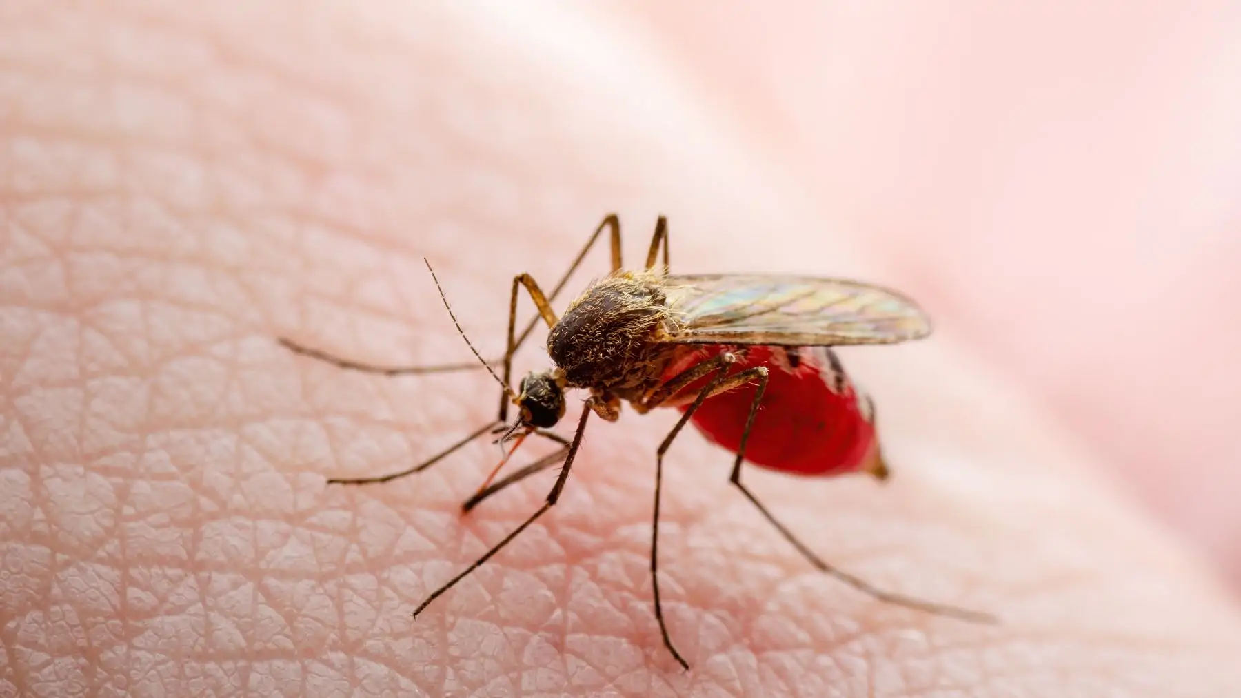 czy malaria jest zaraźliwa