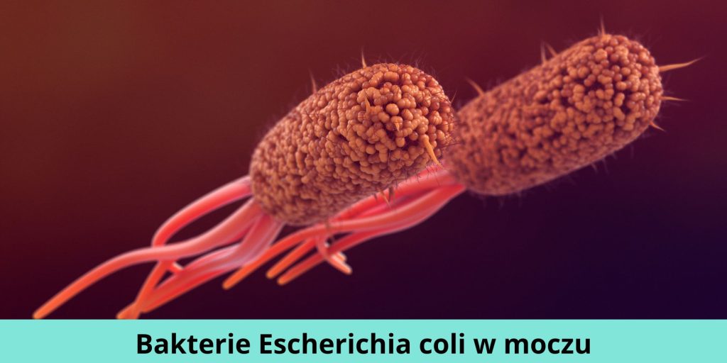 Bakterie Escherichia Coli 