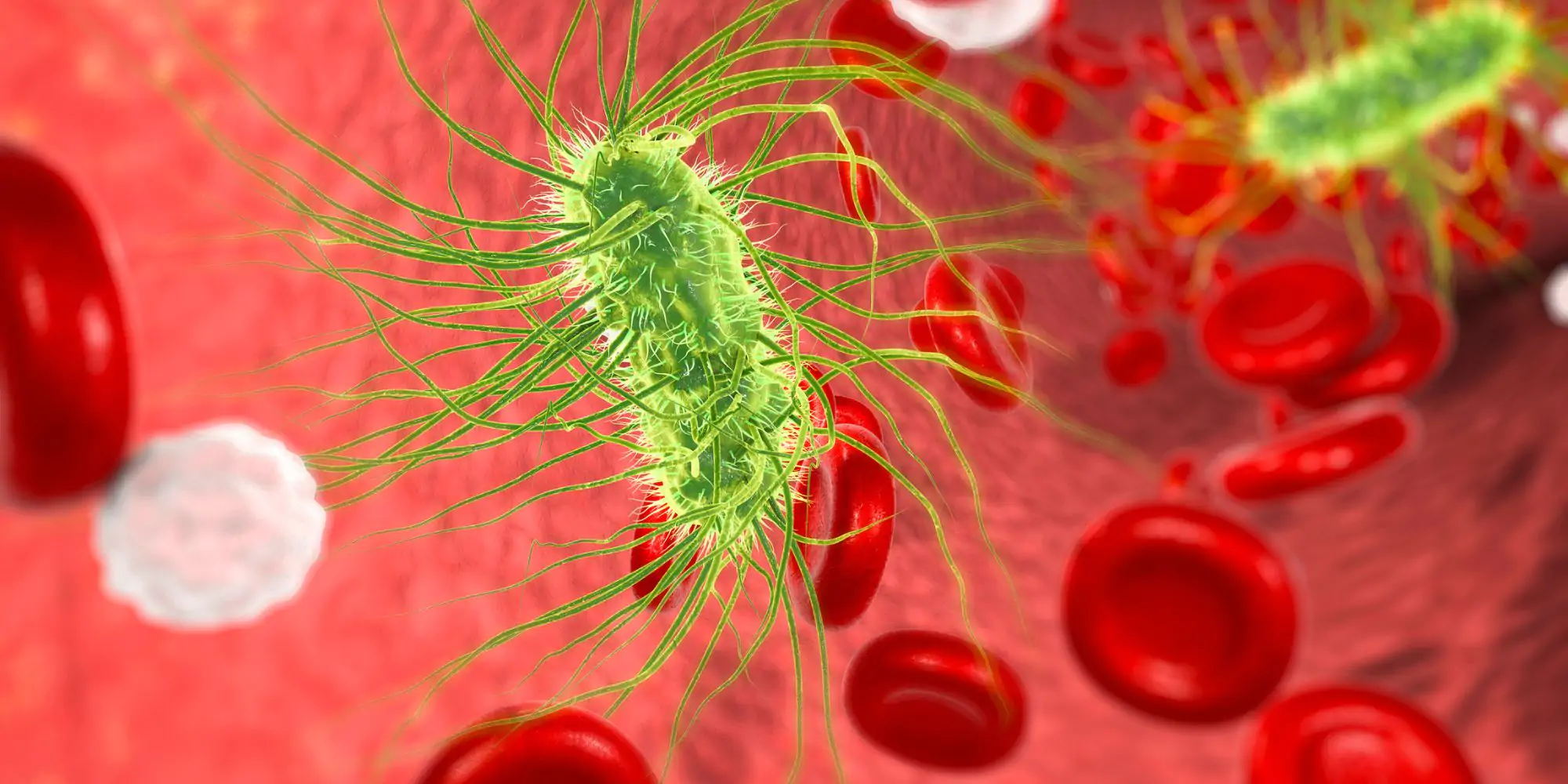 Bakterie Escherichia coli w moczu