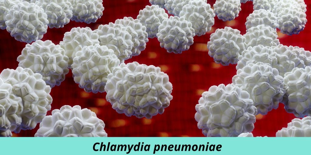 Chlamydia pneumoniae
