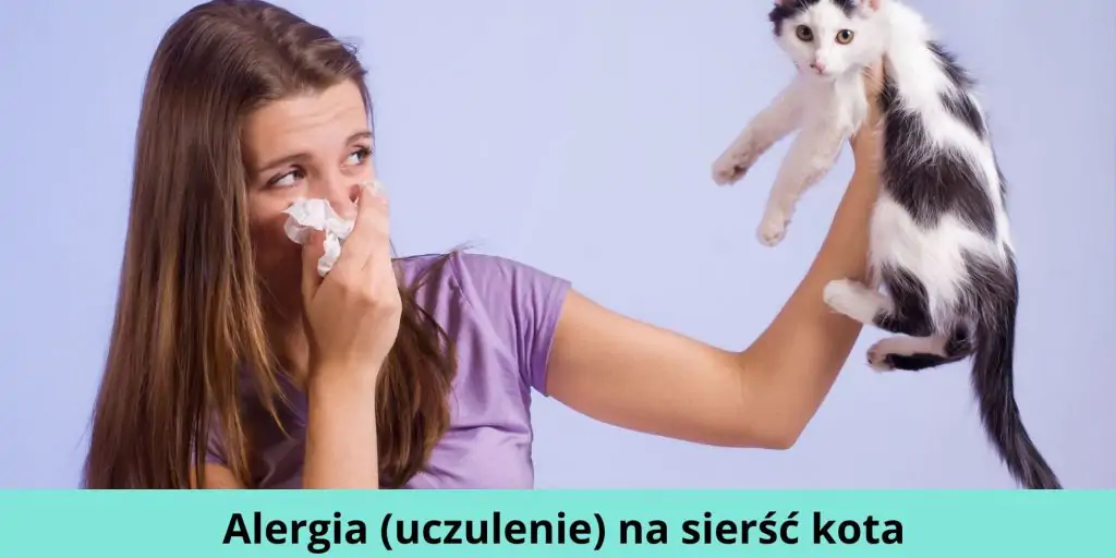 Alergia (uczulenie) na sierść kota