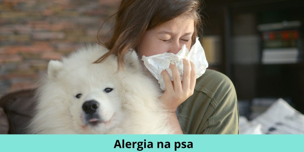 alergia na psa