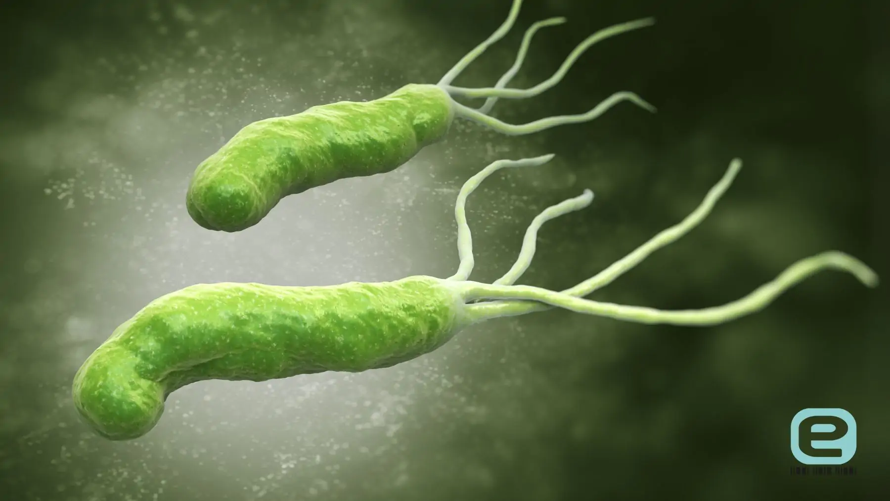 Helicobacter pylori (H.pylori)