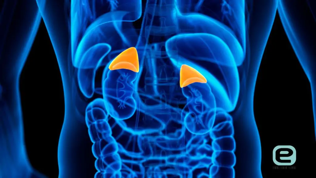 Nadnercza