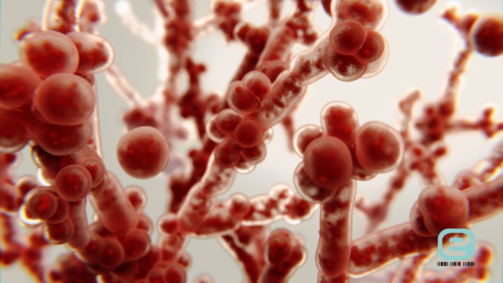 Candida albicans