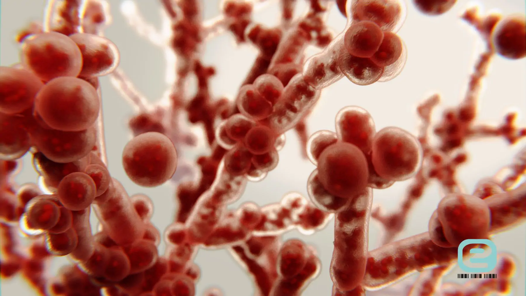 Candida albicans