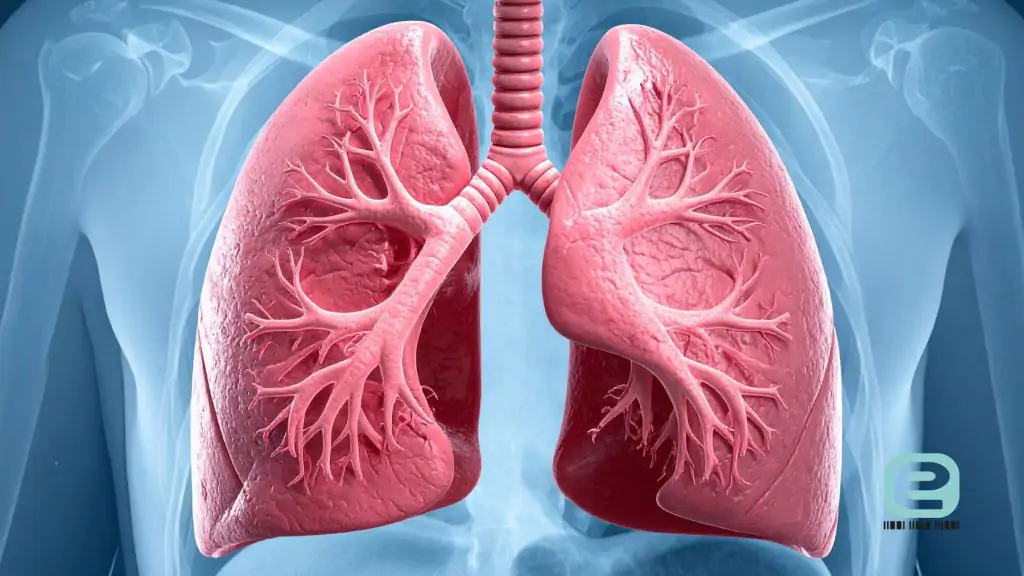 Dolne drogi oddechowe