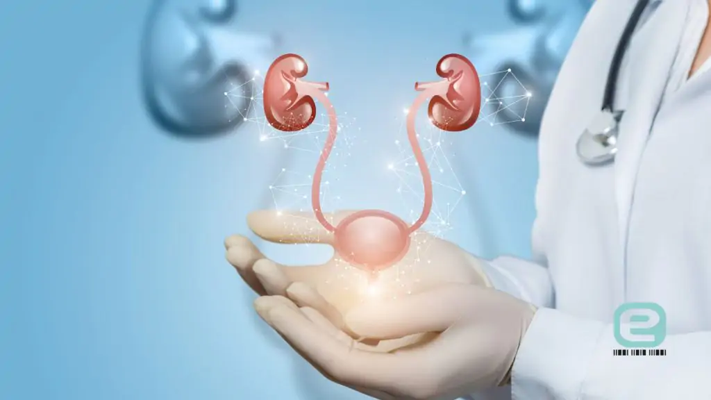 Budowa i funkcje układu moczowego