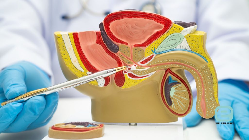 budowa układu płciowego mężczyzn