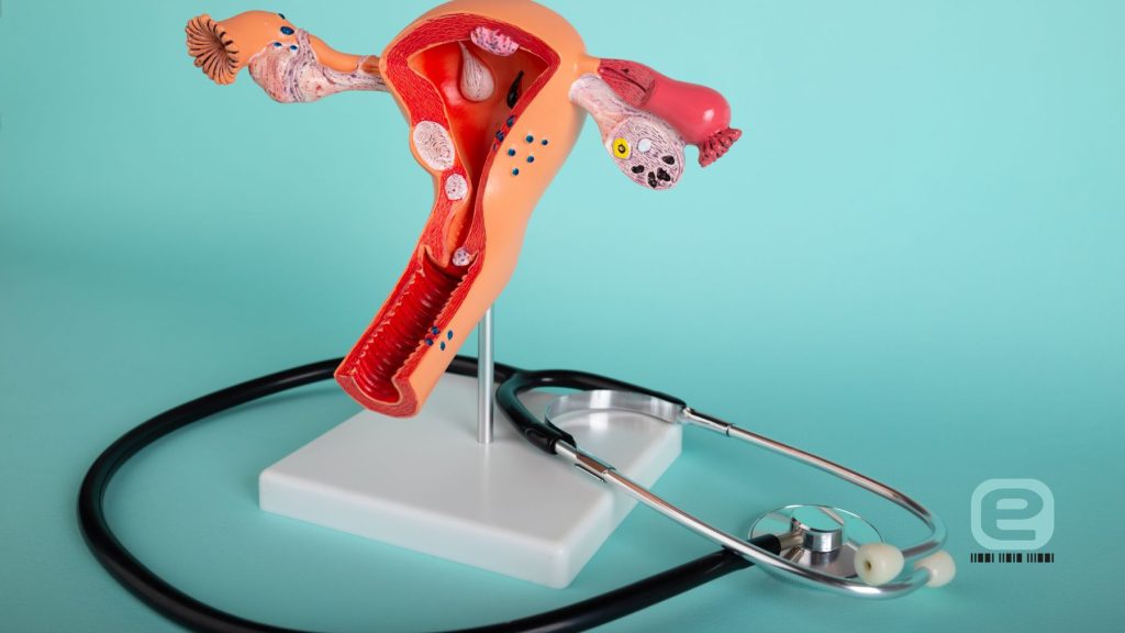 Budowa układu płciowego u kobiet